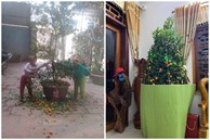 Nhờ các em bé 'trông hộ' cây quất trang trí Tết, nhìn kết quả dân tình cười ngất