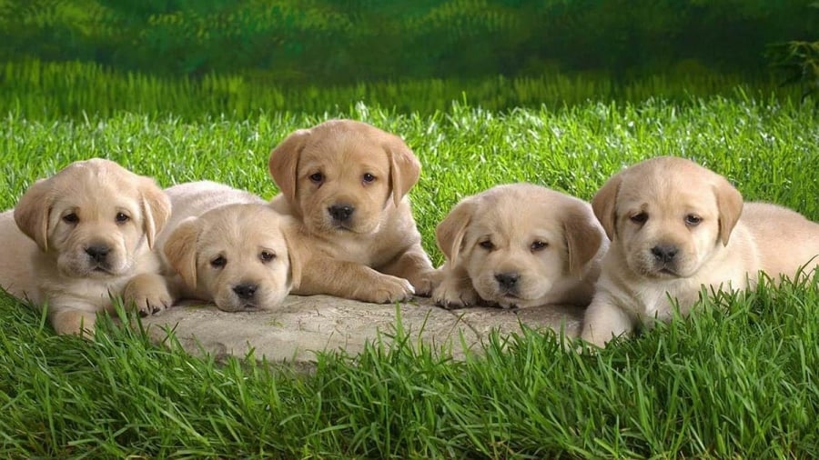 3 con giáp có quý nhân theo gót nâng đỡ, 3 tháng tới đổi vận, nghèo mấy cũng phát tài-2