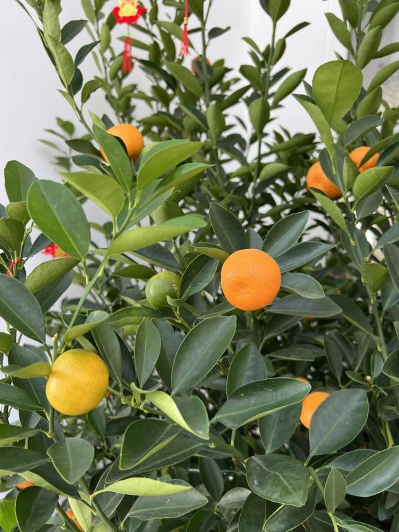 Lóa mắt cơ ngơi trăm tỷ của Hà Tăng nhân dịp Tết Nguyên đán-6