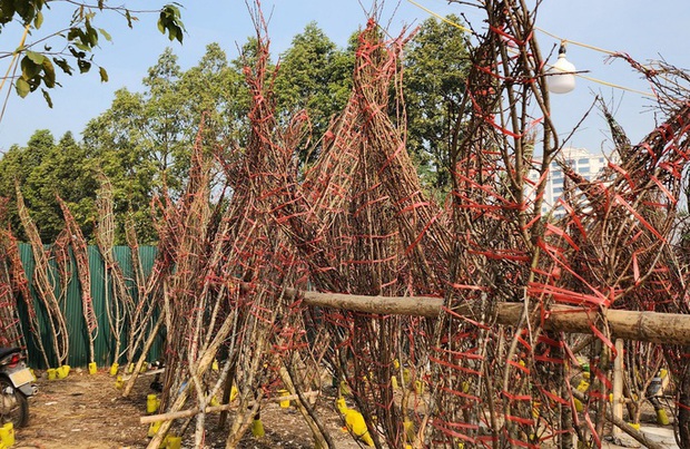 Đào rừng ế ẩm, người bán vứt thành đống trên phố chiều 30 Tết-1