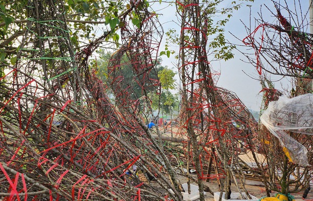 Đào rừng ế ẩm, người bán vứt thành đống trên phố chiều 30 Tết-2