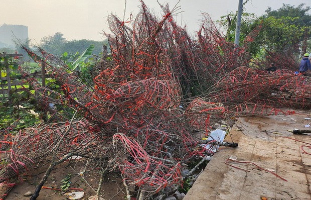 Đào rừng ế ẩm, người bán vứt thành đống trên phố chiều 30 Tết-3