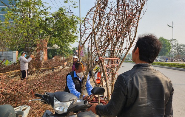 Đào rừng ế ẩm, người bán vứt thành đống trên phố chiều 30 Tết-5