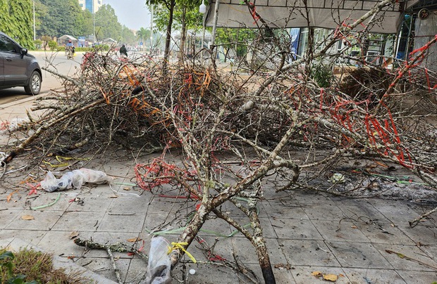 Đào rừng ế ẩm, người bán vứt thành đống trên phố chiều 30 Tết-6