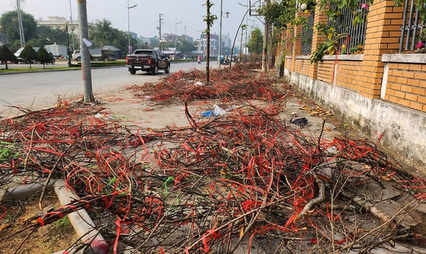 Đào rừng ế ẩm, người bán vứt thành đống trên phố chiều 30 Tết-7