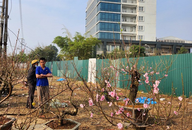 Đào rừng ế ẩm, người bán vứt thành đống trên phố chiều 30 Tết-8