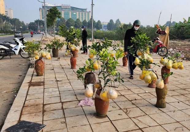 Đào rừng ế ẩm, người bán vứt thành đống trên phố chiều 30 Tết-12