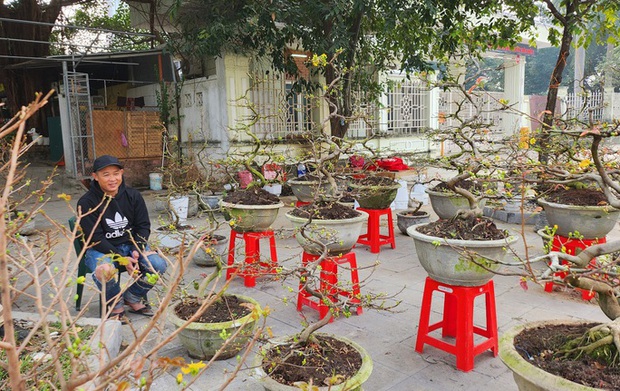 Đào rừng ế ẩm, người bán vứt thành đống trên phố chiều 30 Tết-13