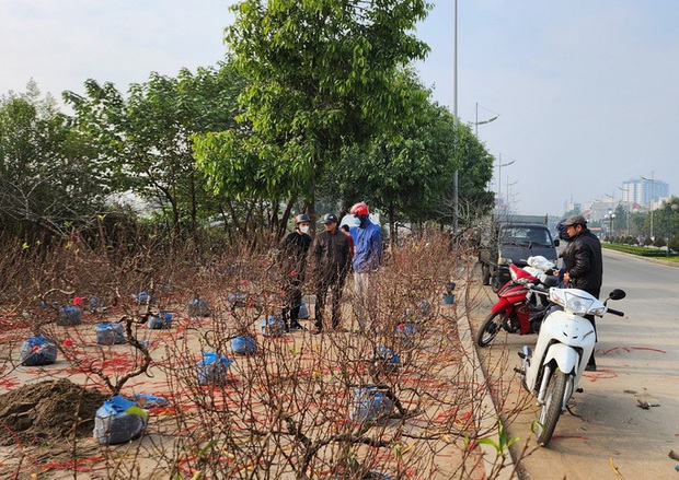 Đào rừng ế ẩm, người bán vứt thành đống trên phố chiều 30 Tết-9