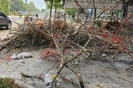 Đào rừng ế ẩm, người bán vứt thành đống trên phố chiều 30 Tết