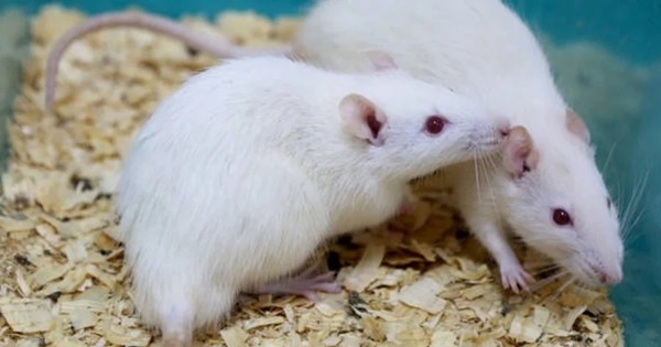 Tháng 1 âm lịch: 3 con giáp hứng trọn lộc trời, 1 tuổi khó tránh vận xui-4