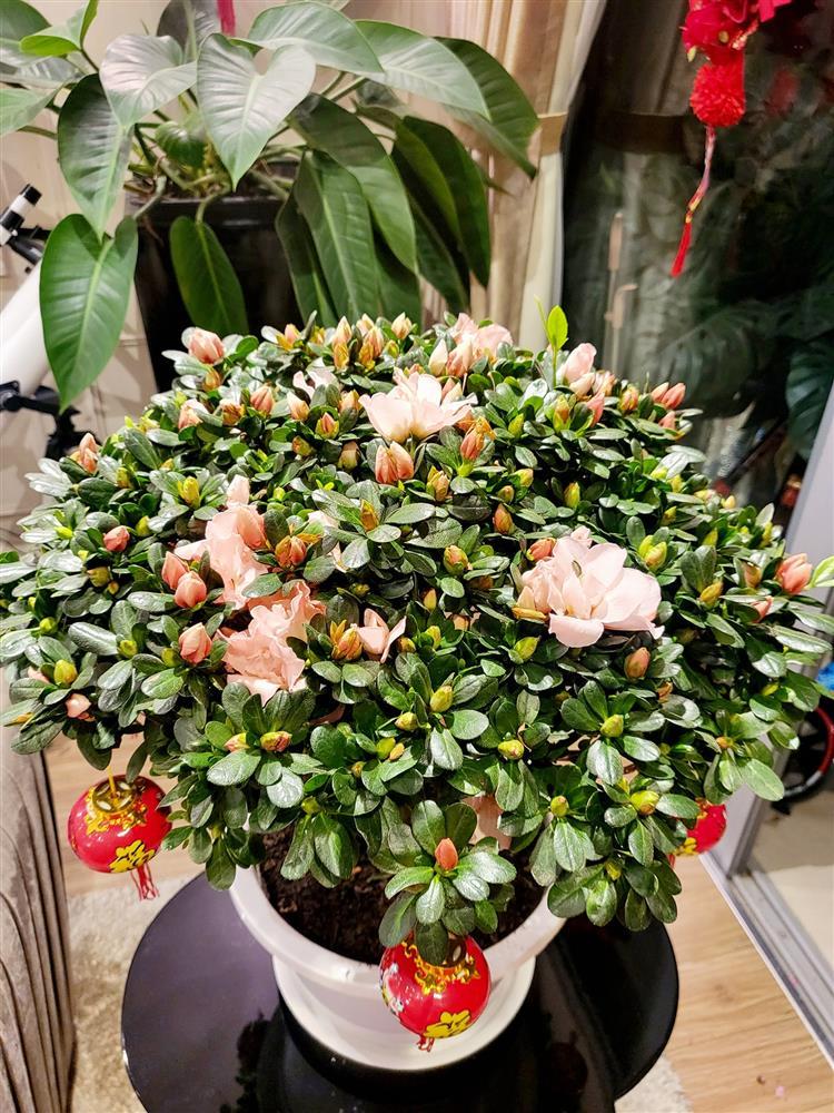 Vợ Mạnh Trường khoe ảnh Tết, đã mắt cơ ngơi sang xịn-7