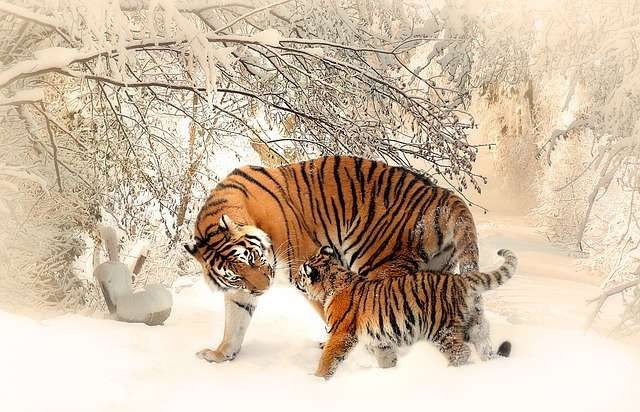 Mệnh trời an bài: 3 tuổi trúng số đổi đời tháng 2 phát tài, tháng 3 giàu khủng, 1 tuổi làm gì cũng nợ-2