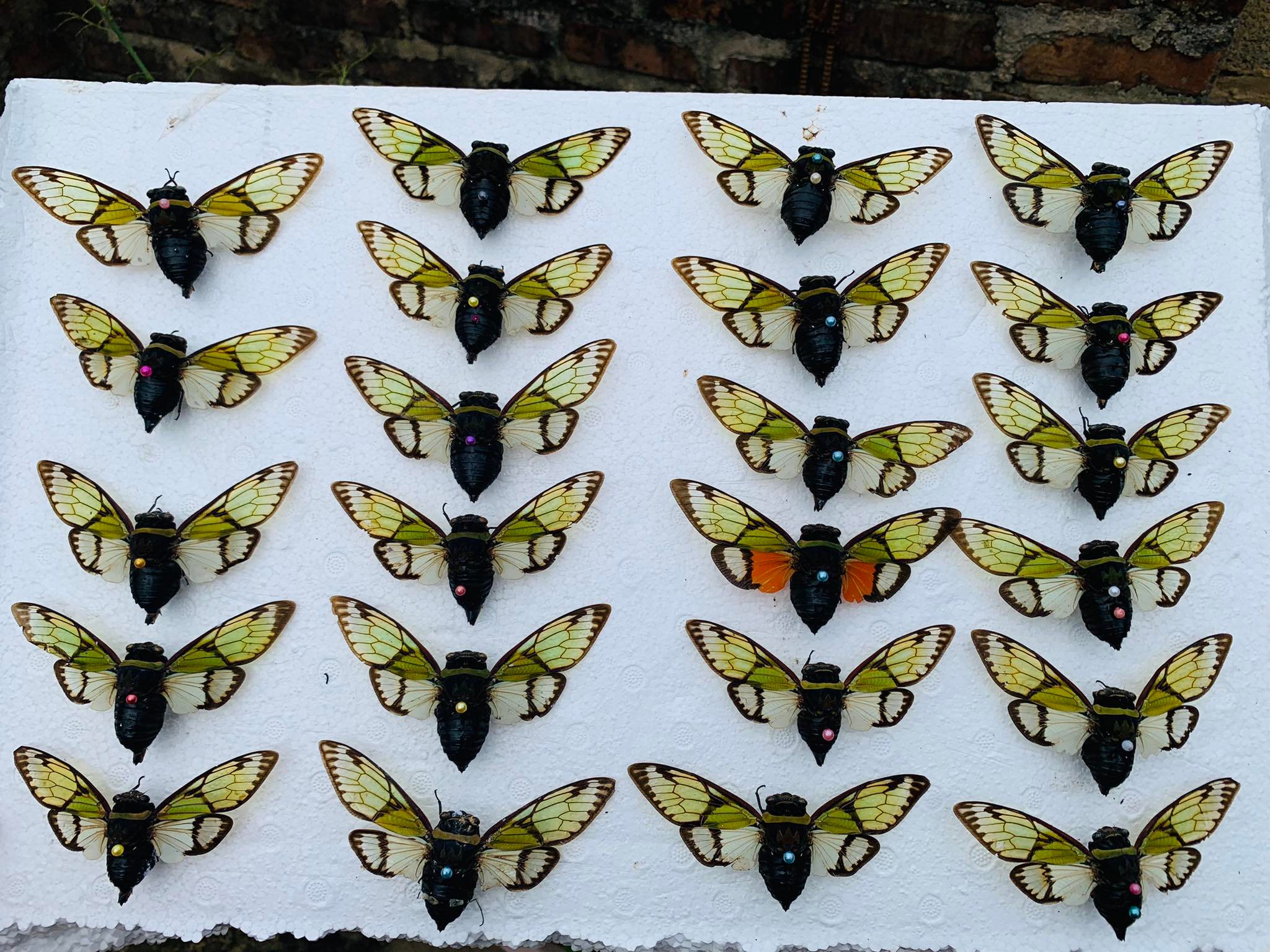 Bắt côn trùng về làm thứ này, cô nàng 9x bán giá cả triệu đồng/sản phẩm-2