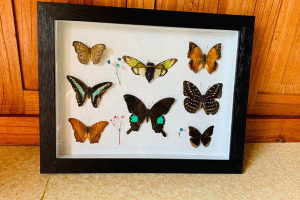 Loại côn trùng chết yểu” đắt hàng, dân buôn ngày bán hàng chục cân-4