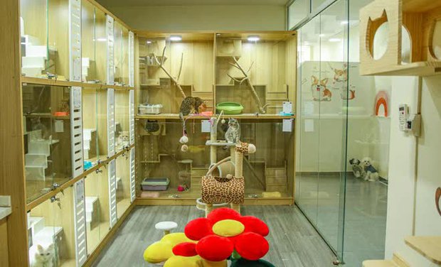 Khách sạn thú cưng cháy phòng dịp Tết-1