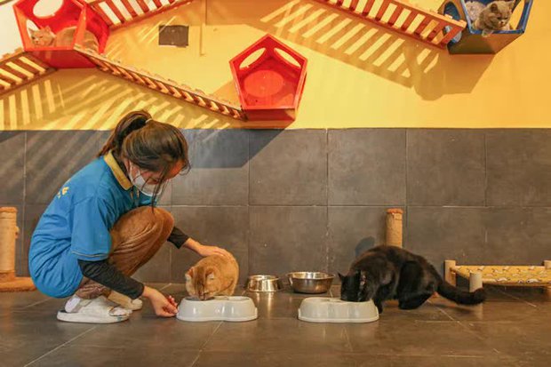 Khách sạn thú cưng cháy phòng dịp Tết-4