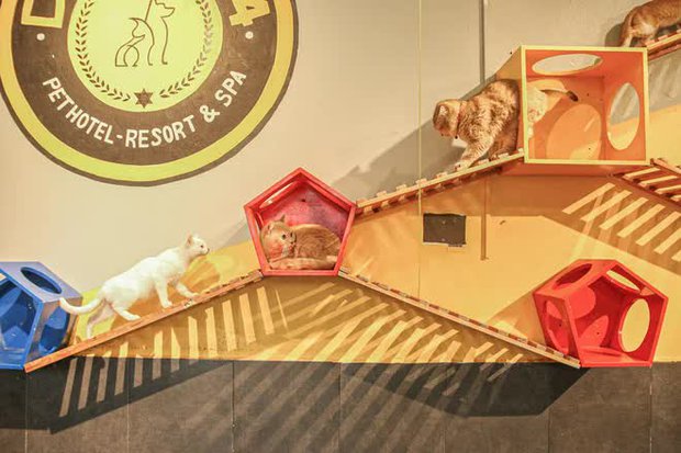 Khách sạn thú cưng cháy phòng dịp Tết-7