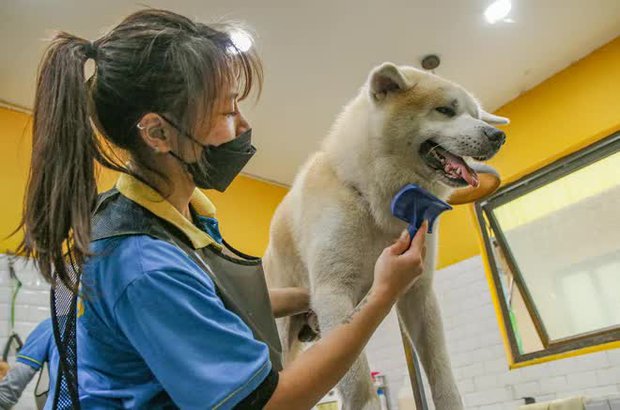 Khách sạn thú cưng cháy phòng dịp Tết-10