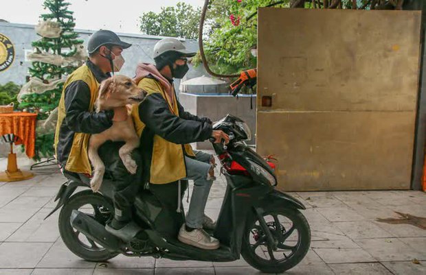 Khách sạn thú cưng cháy phòng dịp Tết-12