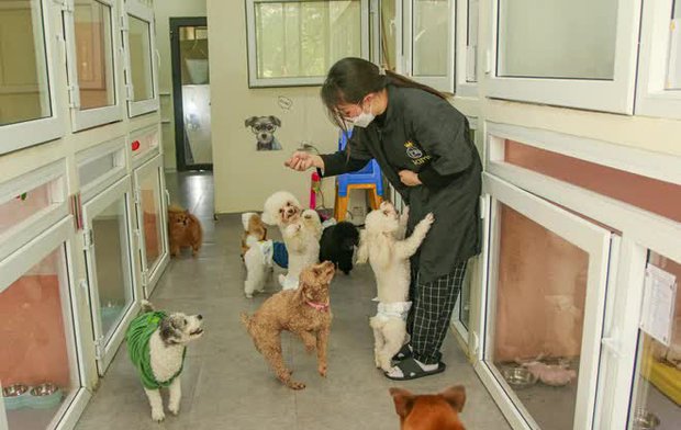 Khách sạn thú cưng cháy phòng dịp Tết-8