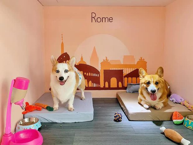 Khách sạn thú cưng cháy phòng dịp Tết-9