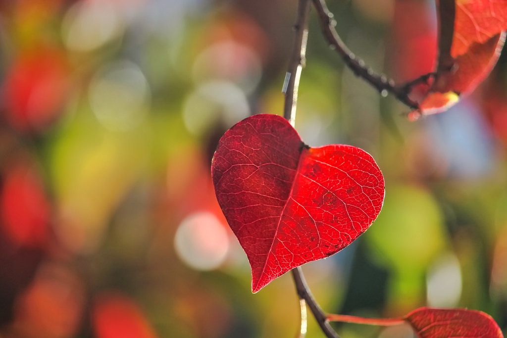 3 con giáp tình duyên rực rỡ trong năm Quý Mão 2023-1