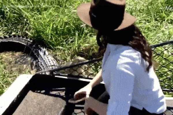 Cận cảnh thu phục cá sấu nặng 1 tấn, nghi ăn thịt ngư dân-1