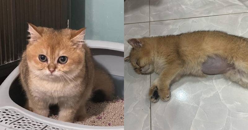 Chủ nhân chú mèo Golden bị trẻ nhỏ giẫm đạp đến hấp hối: Người nhà các bé khóc lóc, xin gỡ bài viết-2
