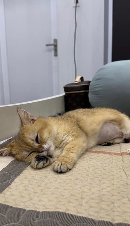 Chủ nhân tiết lộ hình ảnh mới nhất của chú mèo Golden bị 2 bé trai giẫm đạp, xin được giải quyết nội bộ-1