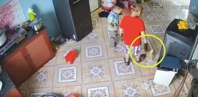 Chủ nhân tiết lộ hình ảnh mới nhất của chú mèo Golden bị 2 bé trai giẫm đạp, xin được giải quyết nội bộ-3