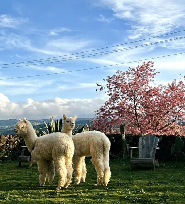 Chàng trai xây nhà để nghỉ dưỡng trên Đà Lạt, nhìn đẹp như một bức tranh-2