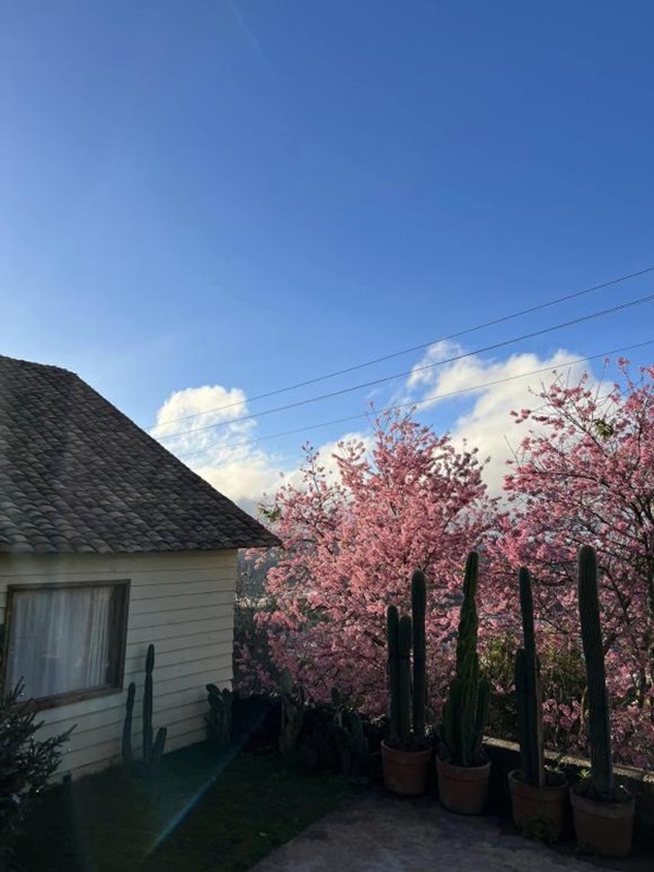 Chàng trai xây nhà để nghỉ dưỡng trên Đà Lạt, nhìn đẹp như một bức tranh-11