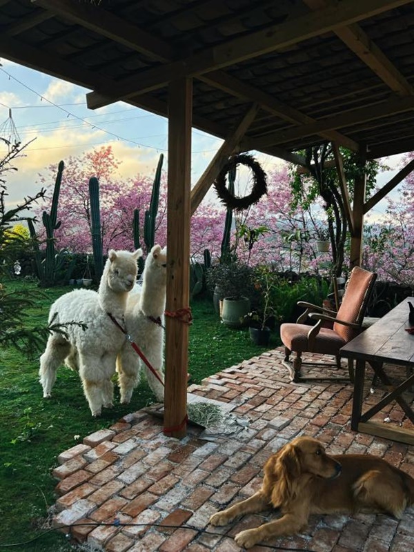 Chàng trai xây nhà để nghỉ dưỡng trên Đà Lạt, nhìn đẹp như một bức tranh-16