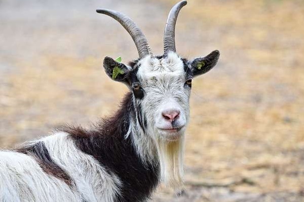 3 con giáp gánh lộc về nhà, ngồi trên núi vàng suốt cả năm Quý Mão-1