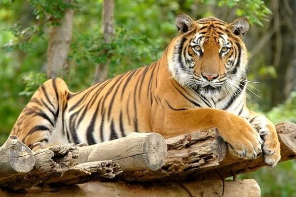 3 con giáp gánh lộc về nhà, ngồi trên núi vàng suốt cả năm Quý Mão-2