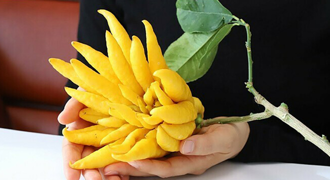 Loại quả làm đẹp bàn thờ ngày Tết và là vị thuốc quý-1