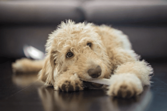 Nhà nuôi thú cưng khó tránh được những mùi hôi khó chịu, áp dụng ngay 6 mẹo này để ngôi nhà của bạn luôn thơm tho, hết mùi thú cưng-2