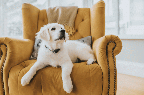 Nhà nuôi thú cưng khó tránh được những mùi hôi khó chịu, áp dụng ngay 6 mẹo này để ngôi nhà của bạn luôn thơm tho, hết mùi thú cưng-4