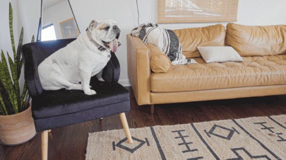 Nhà nuôi thú cưng khó tránh được những mùi hôi khó chịu, áp dụng ngay 6 mẹo này để ngôi nhà của bạn luôn thơm tho, hết mùi thú cưng-6