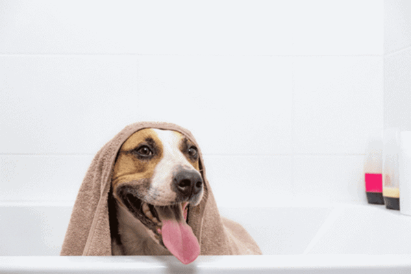 Nhà nuôi thú cưng khó tránh được những mùi hôi khó chịu, áp dụng ngay 6 mẹo này để ngôi nhà của bạn luôn thơm tho, hết mùi thú cưng