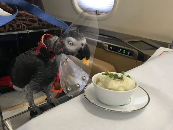 Nghề làm tiếp viên hàng không cho giới siêu giàu: Thu nhập lớn nhưng áp lực trên trời-6