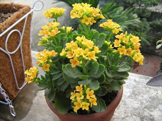 Người có gia đình hưng vượng đều trồng 4 loại hoa Phát tài và Nhân vượng này: Nghèo mấy cũng nên có một cây-2