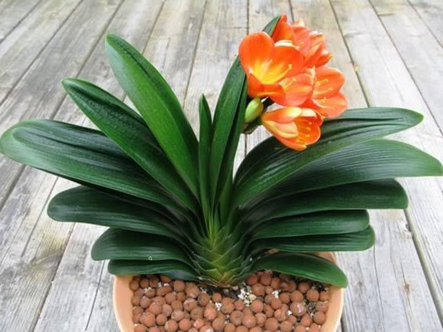 Người có gia đình hưng vượng đều trồng 4 loại hoa Phát tài và Nhân vượng này: Nghèo mấy cũng nên có một cây-4