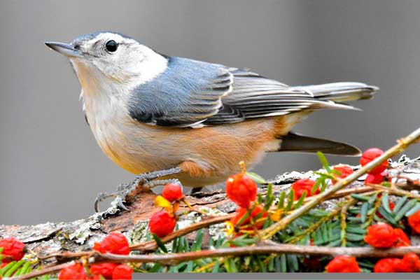 Đúng Rằm tháng Giêng: 3 con giáp là con cưng của Phật Bà, gom hết lộc lá trong thiên hạ-4