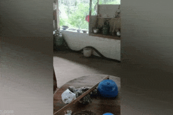 Clip: Dẫm phải rắn hổ mang, người phụ nữ hoảng sợ la hét-1