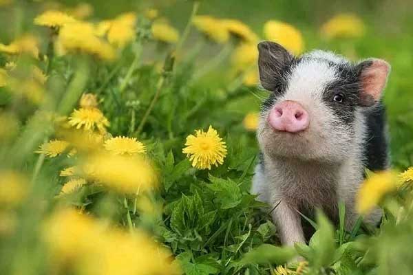 Chuột mù rơi hũ nếp: 4 tuổi ăn lộc Phật Bà Quan Âm tháng 2 trúng số, tháng 3 giàu to-4