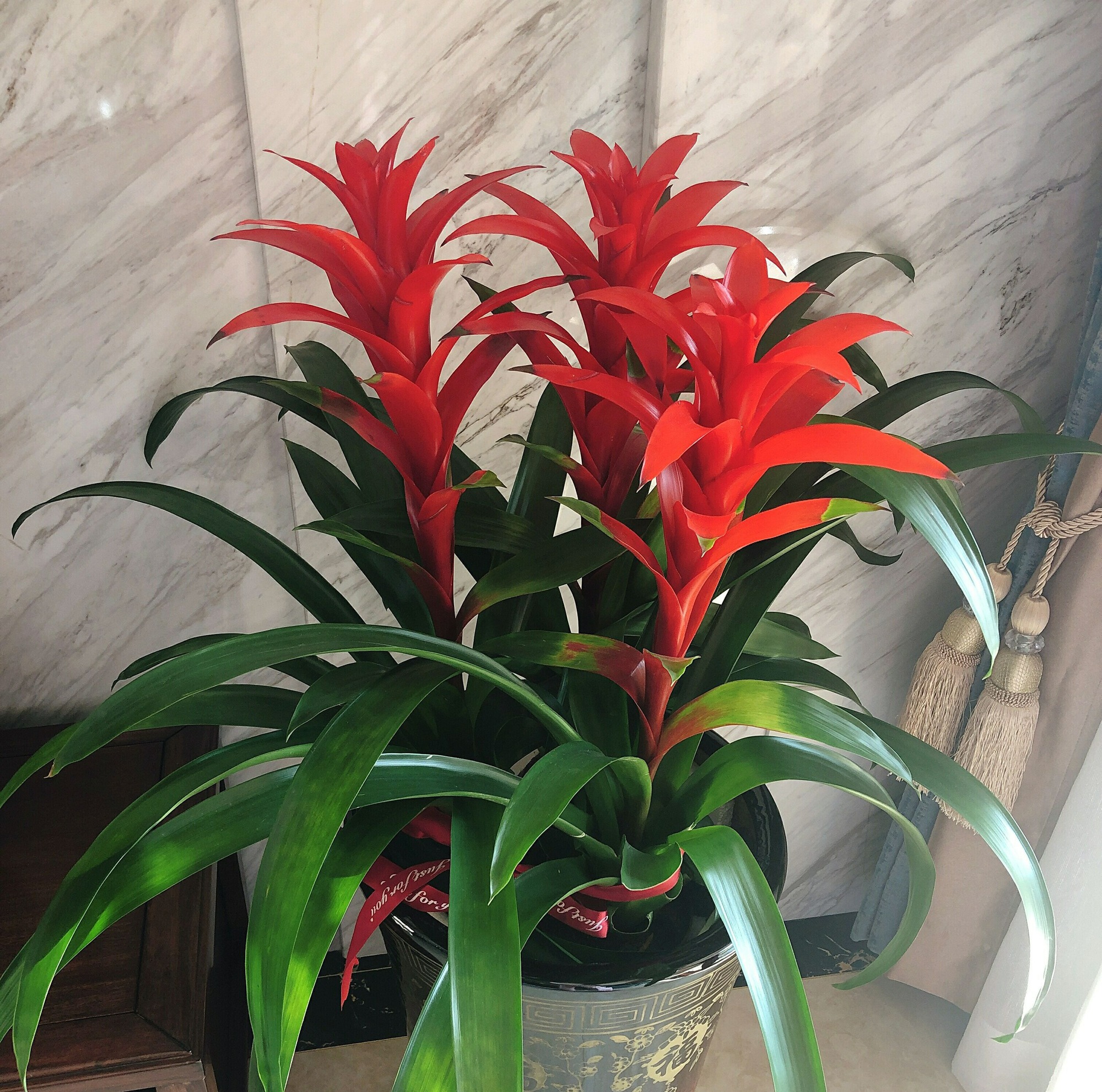 Đầu xuân rước Thần Tài, trồng ngày 3 cây cảnh đón tài lộc, chiêu may mắn-6