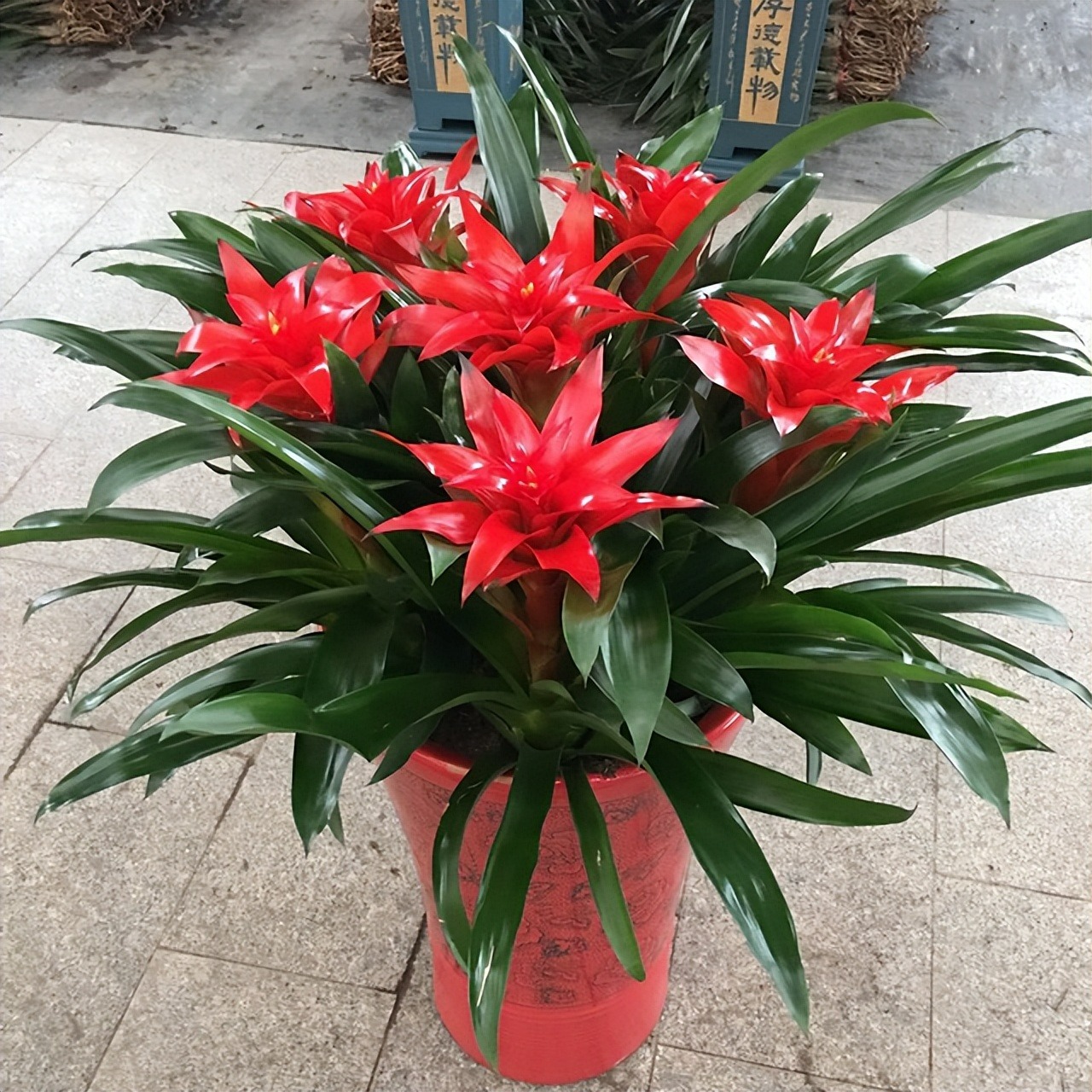 Đầu xuân rước Thần Tài, trồng ngày 3 cây cảnh đón tài lộc, chiêu may mắn-5