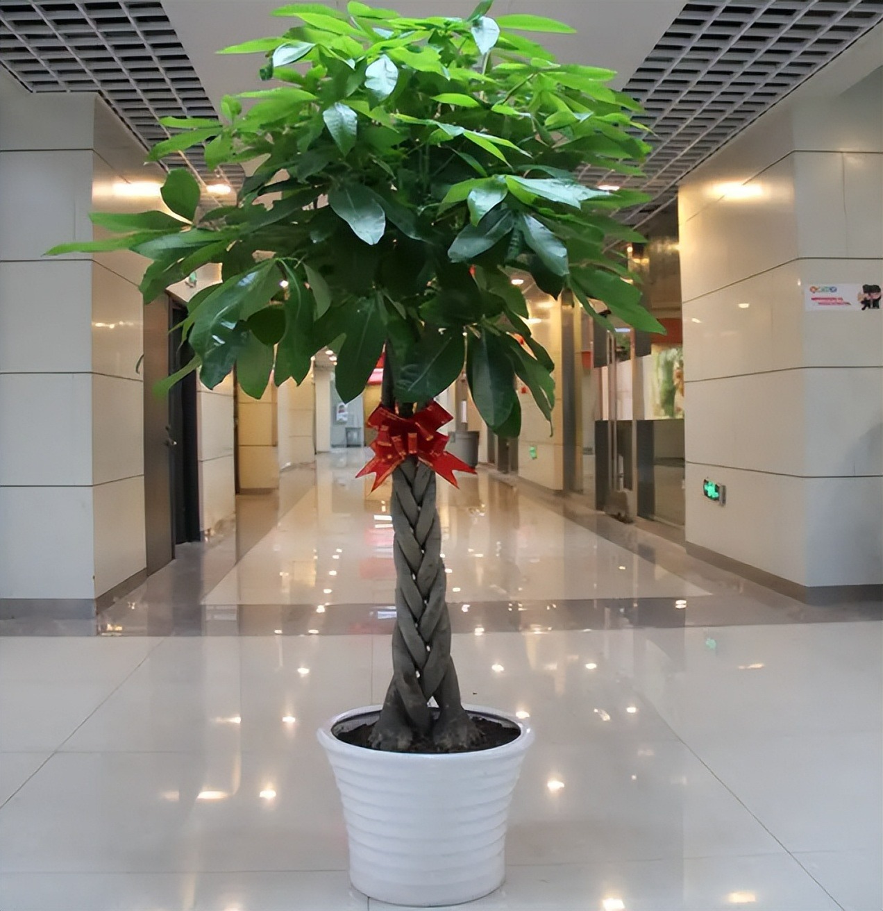 Đầu xuân rước Thần Tài, trồng ngày 3 cây cảnh đón tài lộc, chiêu may mắn-4